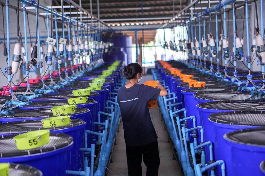 200L Larviculture Tanks