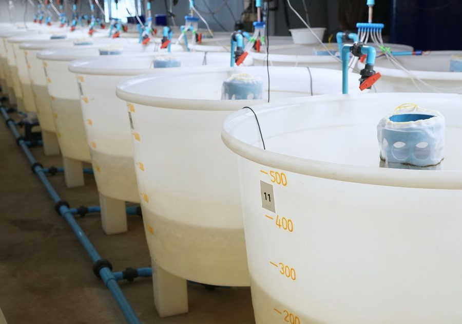 500L Nursery Tanks